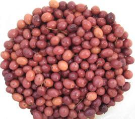 Gaeta Olives 1 LB (Drained Weight)